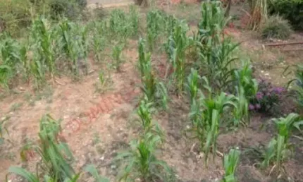 Terreno à venda no Jardim Bela Vista, Americana 