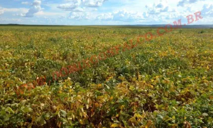 Fazenda à venda na Zona Rural, Santa Rita do Trivelato 