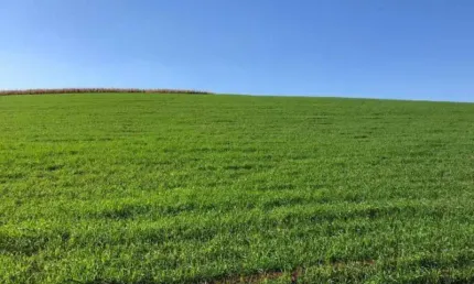Fazenda à venda na Zona Rural, Goioxim 