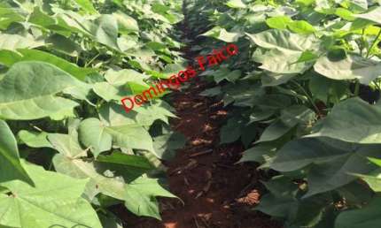 Fazenda à venda na Zona Rural, Paranatinga 
