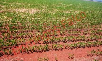 Fazenda à venda na Área Rural de Avaré, Avaré 