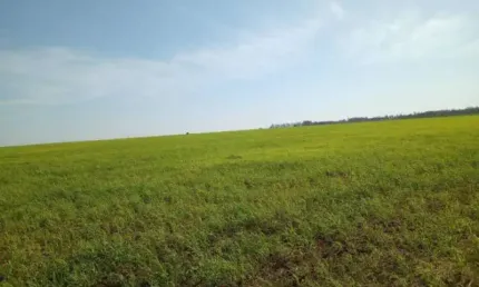 Fazenda à venda na Zona Rural, Rosana 