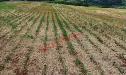 Fazenda a venda em Goioxim/PR Venda ZonaRural Goioxim/PR