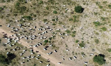 Fazenda grande a venda em Minas Gerais, pecuária e lavoura