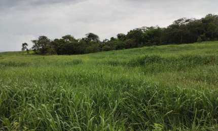 Fazenda de pecuária para leite e cria com 21 alqueires em Goiás
