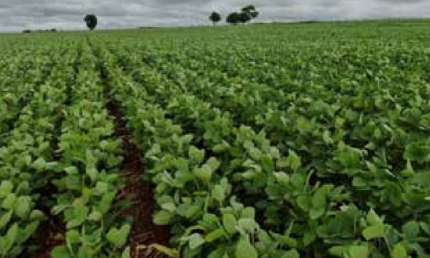 Fazenda com 3 salas à venda na Rua Coronel Cirilo Lopes de Morais, 1, Zona Rural, Caldas Novas