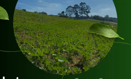 Terreno à venda na Rua Osvaldo Cruz, 70, Piaí, Ibiúna