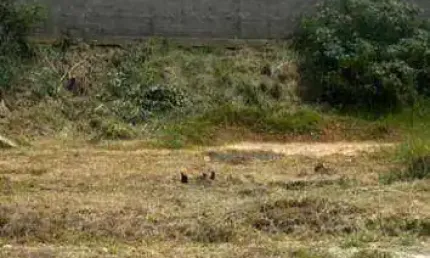 Terreno à venda, 500 m² por R$ 380.000,00 - Loteamento Comercial Bortoletto - Indaiatuba/SP