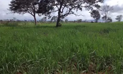 Fazenda 20900 hectares Novo são Joaquim dupla aptidão  confinamento