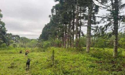 Sítio com 3 dormitórios à venda, 42000 m² por R$ 1.100.000,00 - Neópolis - Gravataí/RS