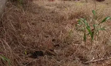 Terreno à venda na Antônio Sabino, 2, Residencial Florença, Anápolis por R$ 130.000