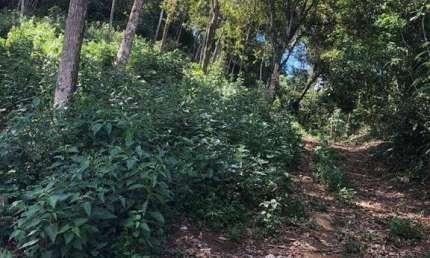 Terreno à venda, 4000 m² por R$ 150.000,00 - Pessegueiros - Teresópolis/RJ