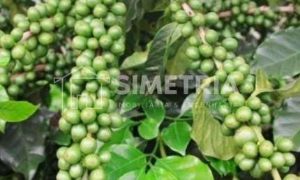 VENDA – FAZENDA DE CAFÉ, PECUÁRIA, GRÃOS E FRUTICULTURA NA REGIÃO DE IBIÁ - MG