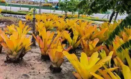 Terreno à venda na Greenville, 00, Praia Novo Prado, Prado
