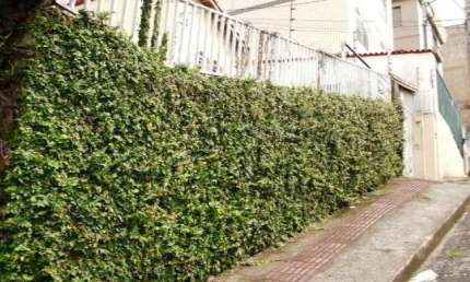 Terreno à venda na Rua Dom Lúcio Antunes, Coração Eucarístico, Belo Horizonte
