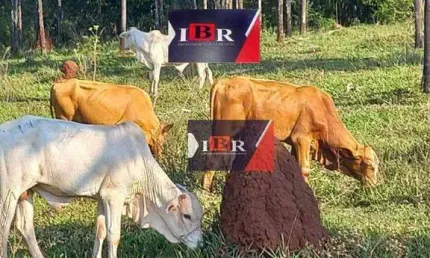 Fazenda à venda na Zona Rural, Inocência 