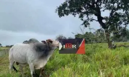 Fazenda à venda na Zona Rural, Dois Irmãos do Buriti 
