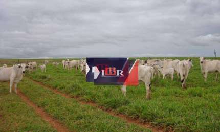 Fazenda à venda na Zona Rural, Amambaí 