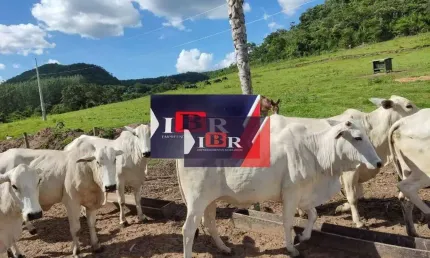 Fazenda à venda no Centro, São Gabriel do Oeste 