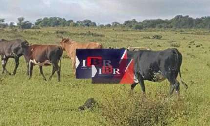 Fazenda à venda na Zona Rural, Campo Grande 