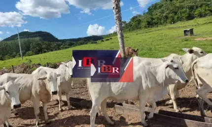 Fazenda à venda na Zona Rural, São Gabriel do Oeste 