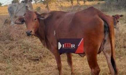 Fazenda à venda na Zona Rural, Aparecida do Taboado 