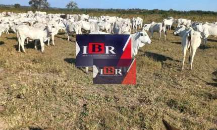 Fazenda à venda na Zona Rural, Pedra Preta 