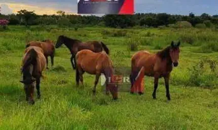 Chácara / sítio à venda na Rua Professor Armando Rizzo, Área Rural de Sorocaba, Sorocaba