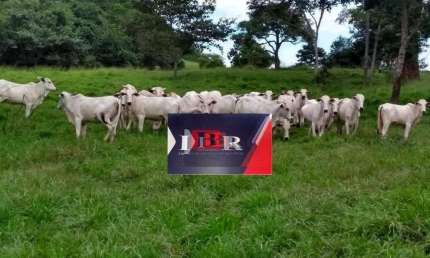 Fazenda à venda na Zona Rural, Pedra Preta 