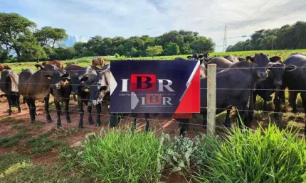 Fazenda à venda na Zona Rural, Aparecida do Taboado 