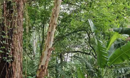Terreno à venda no sausalito, mairiporã , 1562 m2 por r$ 270.000