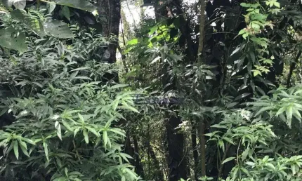 Terreno à venda, 675 m² por r$ 186.000,00 - parque petrópolis - mairiporã/sp