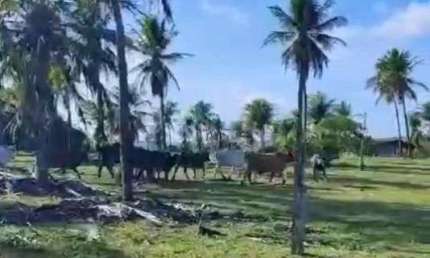 Fazenda à venda, 1800000 m² por R$ 2.600.000,00 - Centro - Pureza/RN