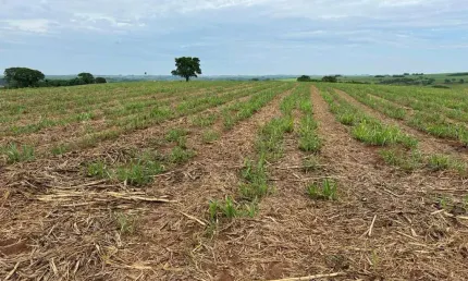Chácara / sítio à venda na Zona Rural, Ouro Branco 