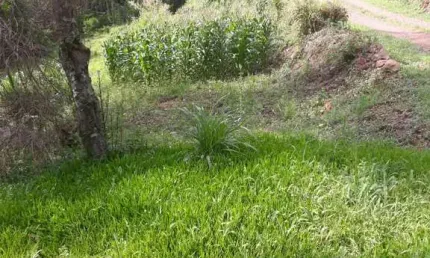 Chácara / sítio à venda no Santa Lúcia do Piaí, Caxias do Sul  por R$ 165.000