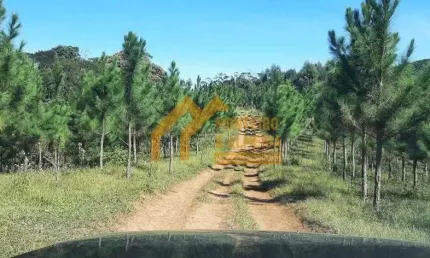 SITIO 30 ALQ. ( 72.6 hectares) 20 alq. Plantado em Pinus, Região de Itapeva,