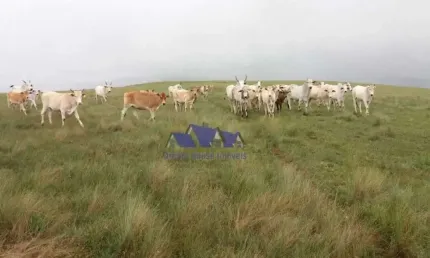 Fazenda à venda no Centro, São Roque de Minas 
