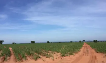 Fazenda à venda no Centro, Panorama 