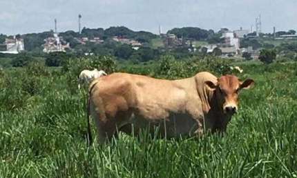 Fazenda à venda no Jardim Limoeiro, São José dos Campos 