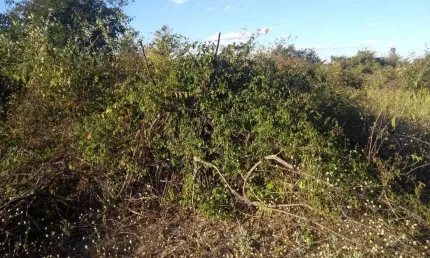 Fazenda à venda no Veredas, Janaúba 