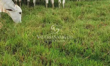 Fazenda Gregory 658 Hectares - Vilhena - Rondônia - Pagto 1.000 sacas de soja por hectares