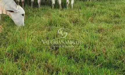 Fazenda à venda na Rua Saldanha Marinho, Centro (S-01), Vilhena