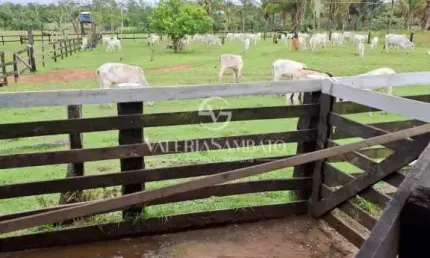 Fazenda à venda na Zona Rural, Colorado do Oeste 