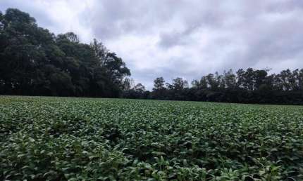 Chácara / sítio à venda na Rua Bernardo Guimarães, Colônia Dona LuÍza, Ponta Grossa