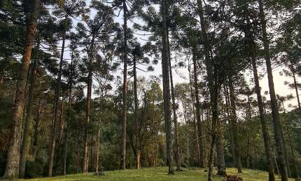 Chácara / sítio à venda na Avenida Júlio de Castilhos, Eletra, São Francisco de Paula