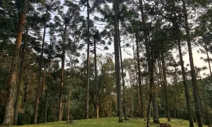Chácara / sítio à venda na Eletra, São Francisco de Paula 