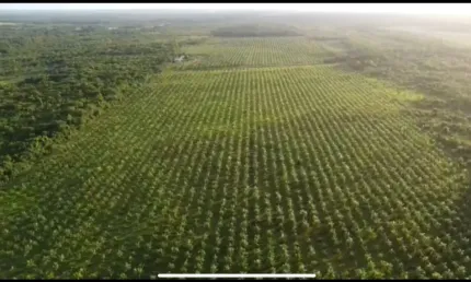 VENDA! ÁREA RURAL COM PLANTAÇÃO DE AÇAI - SÃO JOÃO DA PONTA-PA