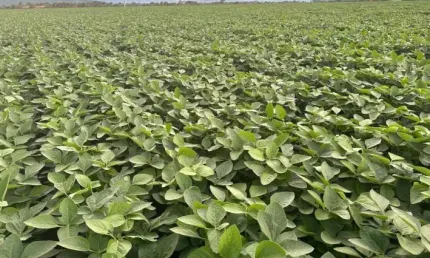 VENDO FAZENDA GIGANTE EM JUSSARA DE GOIÁS P/ PLANTIO 3 SAFRA POR ANO!