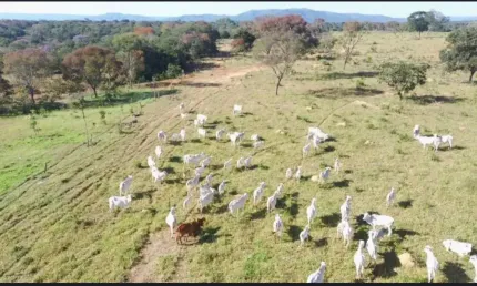 A&M IMOVEIS VENDE EXELENTE FAZENA COM 162.5 HECTARES EM Buritis - MG