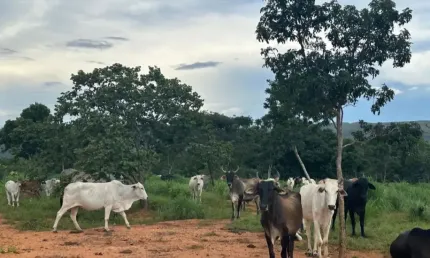 Fazenda com 1 sala à venda na Rua José de Alencar, Zona Rural, Buritis
